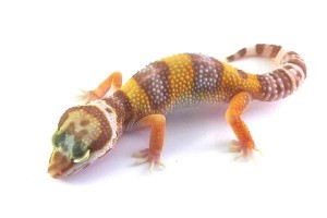 Eublepharis macularius, albinos, juvénile